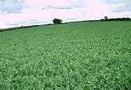 Field scene
