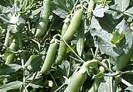 Peas growing